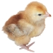 Chick2.jpg